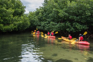 Kayakers going through a tunnel-like part of the river through trees